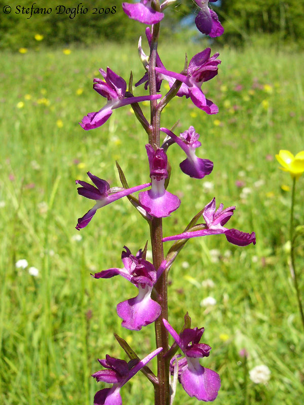 orchidee dal mar Nero turco (2)